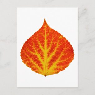 Red & Yellow Aspen Leaf #10 Postkarte