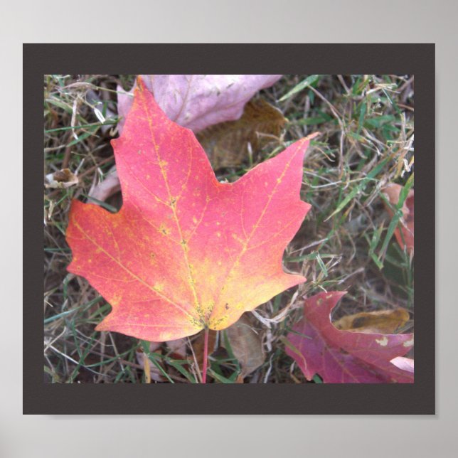 Red Yellow Autumn Leaaposter Poster (Vorne)