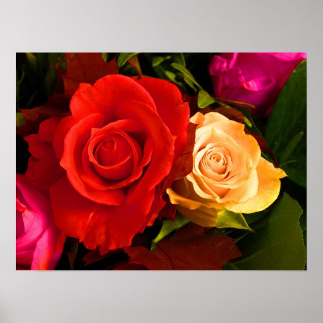 Red Yellow Rose Poster (Vorne)