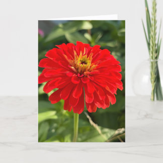 Red Zinnia Blank Note Card Dankeskarte