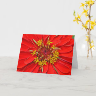 Red Zinnia Blume Nah Up Art Note Card Karte