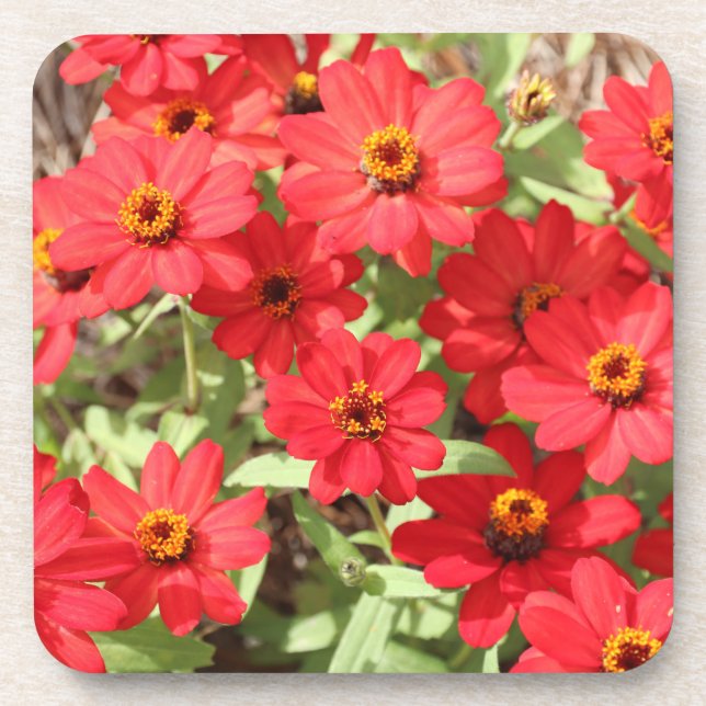Red Zinnia Blume Untersetzer (Vorderseite)