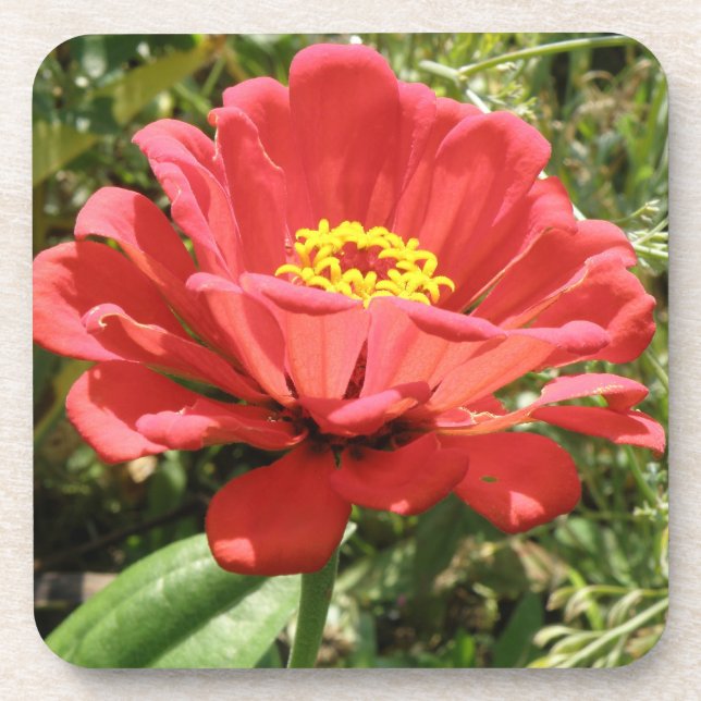 Red Zinnia Cork Untersetzer (Vorderseite)