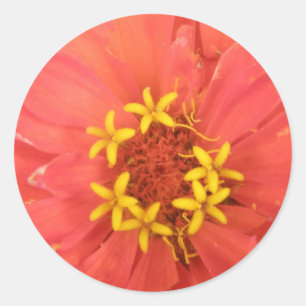 Red Zinnia Macro Stickers