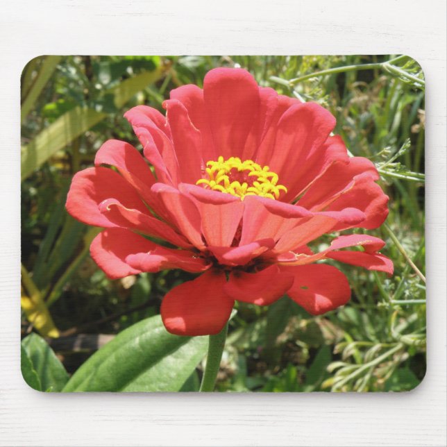 Red Zinnia Mousepad (Vorne)