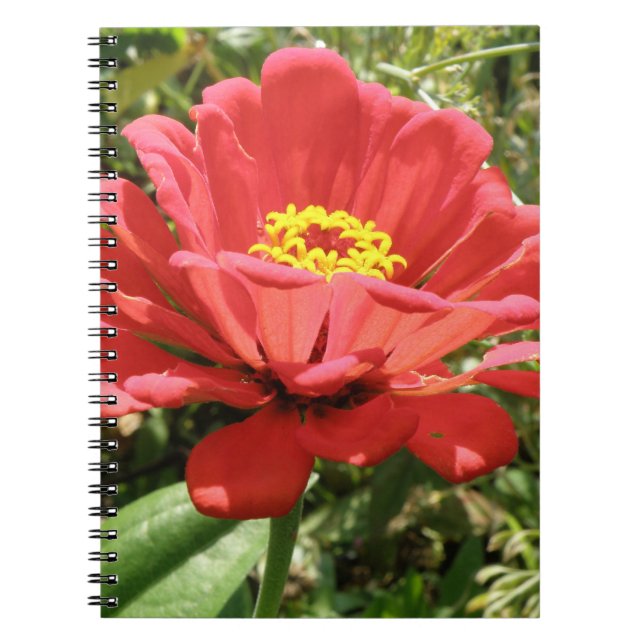 Red Zinnia Notebook Notizblock (Vorderseite)