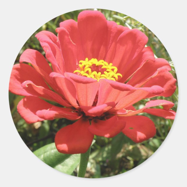 Red Zinnia Stickers (Vorderseite)