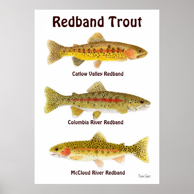 Redband Trout Poster (Vorne)