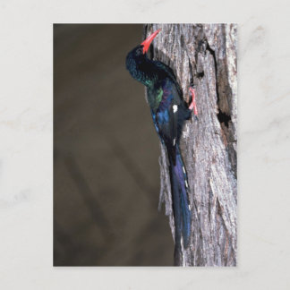 Redbilled Wood Hoopoe Postkarte