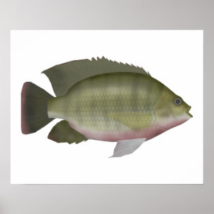 RedbrustTilapia Poster