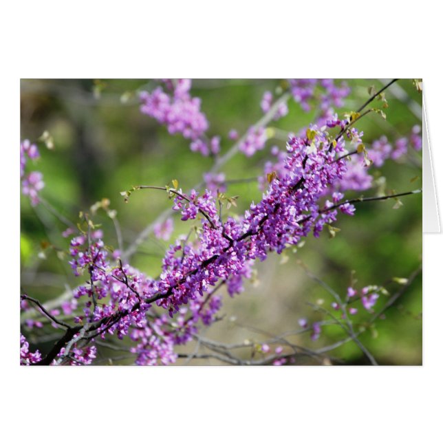 Redbud (Vorderseite (Horizontal))