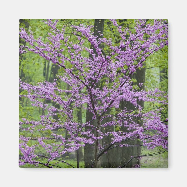 Redbud Bäume in voller Frühjahrsblüte in der Nähe  Magnet (Vorne)