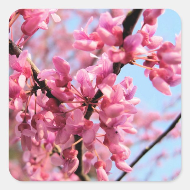 Redbud Blossoms Stickers (Vorderseite)