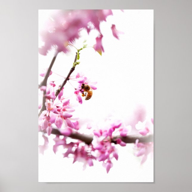 Redbud & Honeybee in Springtime Poster (Vorne)