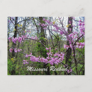 Redbud Missouri Postcard Postkarte