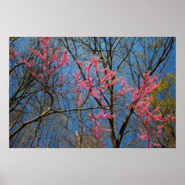 Redbud Tree (Cercis) Blühen im Frühling Poster
