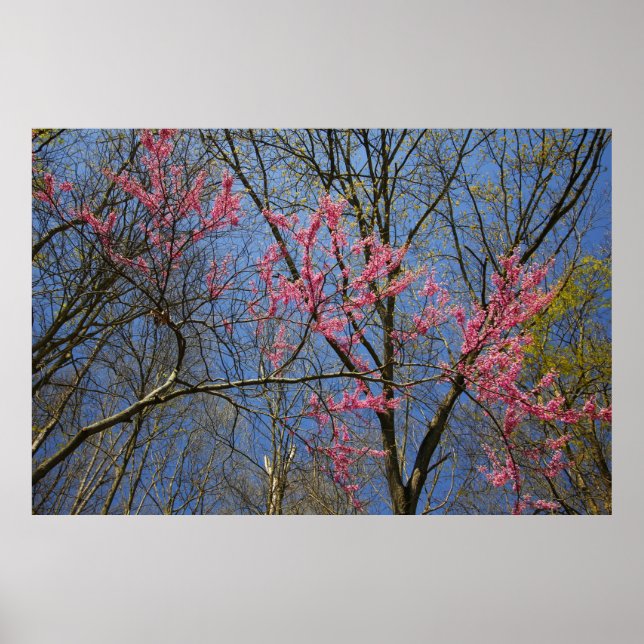 Redbud Tree (Cercis) Blühen im Frühling Poster (Vorne)