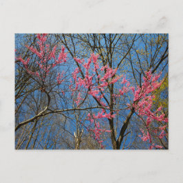 Redbud Tree (Cercis) Blühen im Frühling Postkarte