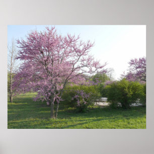 Redbud Tree - El Dorado Lake Kansas Poster