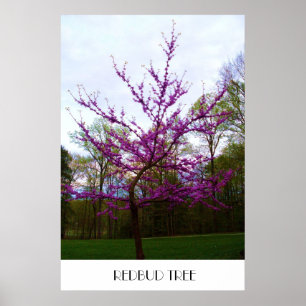 REDBUD TREE-Plakat Poster
