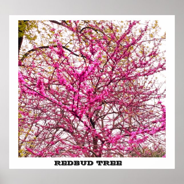 REDBUD TREME POSTER (Vorne)
