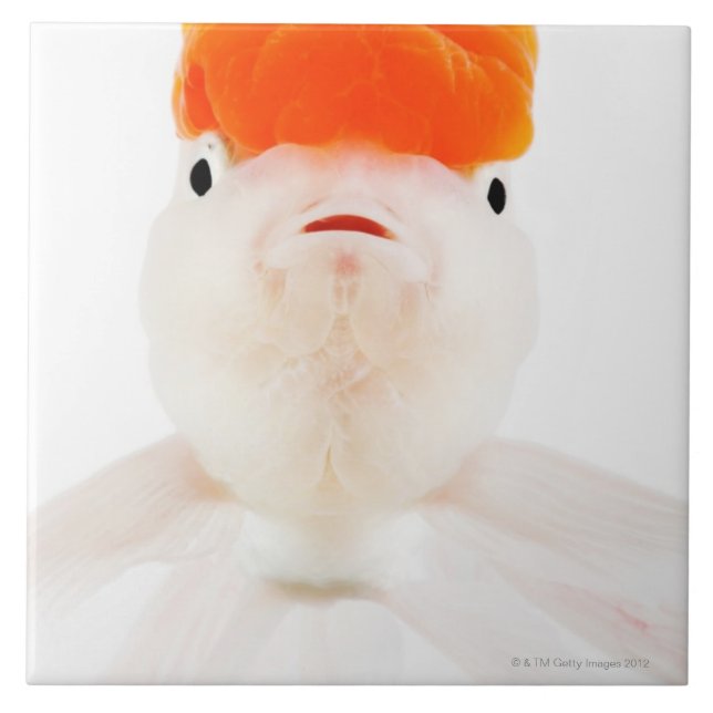 Redcap lionhead Goldfisch (Carassius auratus) Fliese (Vorderseite)