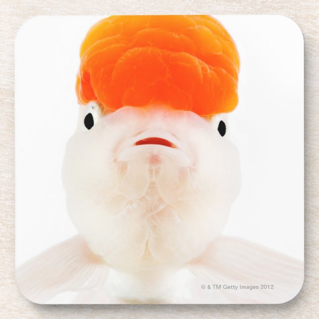 Redcap lionhead Goldfisch (Carassius auratus) Untersetzer (Vorderseite)