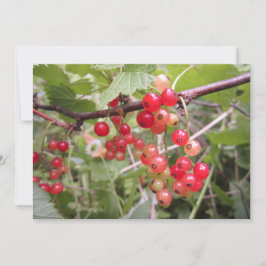 Redcurrant Feiertagskarte