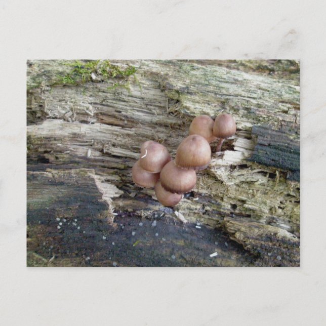 Reddish Brown Babys auf Log Postcard Postkarte (Vorderseite)