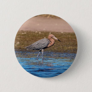 Reddish Egret am North Beach Button