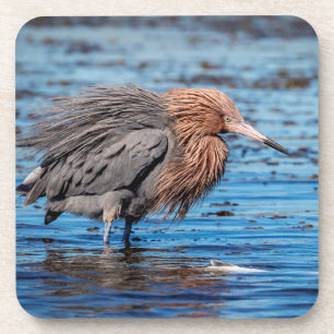 Reddish Egret am North Beach Getränkeuntersetzer