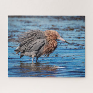 Reddish Egret am North Beach Puzzle