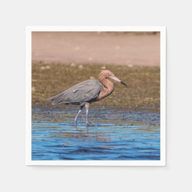 Reddish Egret am North Beach Serviette (Vorderseite)