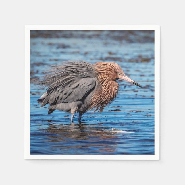Reddish Egret am North Beach Serviette (Vorderseite)