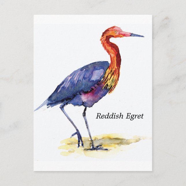 Reddish Egret Postkarte (Vorderseite)