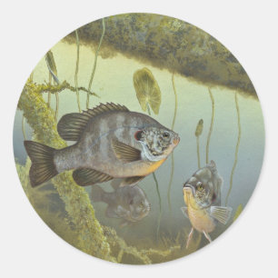 Redear Sunfish Runder Aufkleber