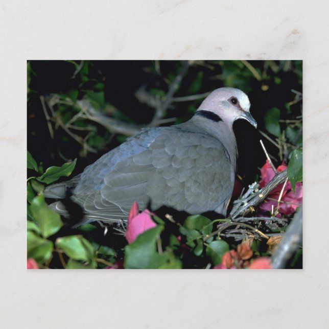 Redeye d Dove Postkarte (Vorderseite)