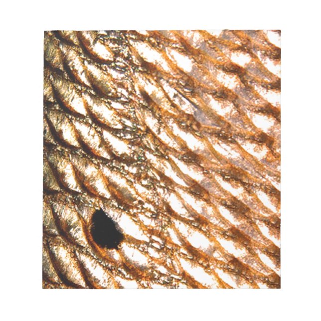 "Redfish" - Red Drum by PatternWear© Notizblock (Vorderseite)