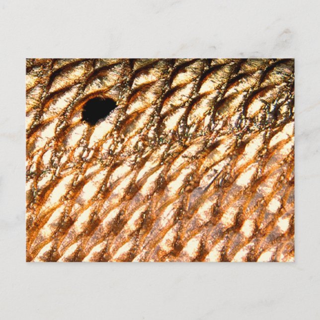 "Redfish" - Red Drum by PatternWear© Postkarte (Vorderseite)