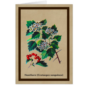 Redhaw Hawthorn über altes Papier