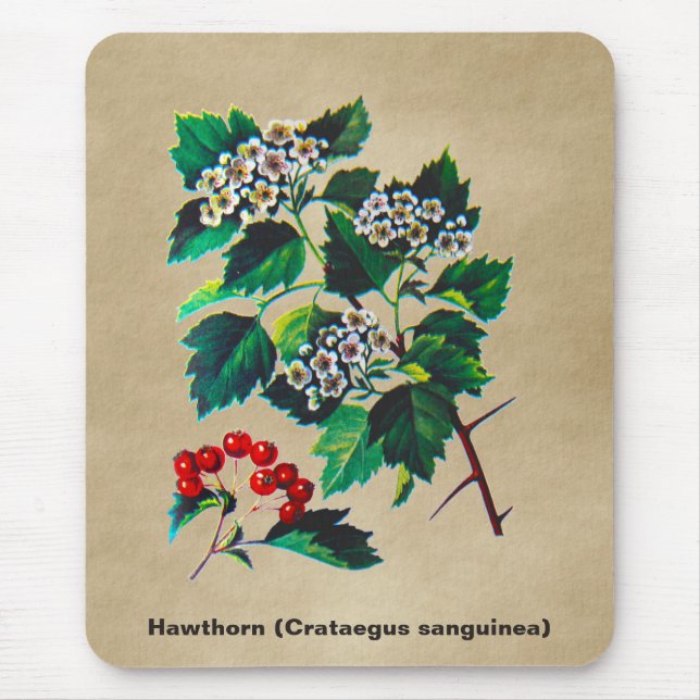 Redhaw Hawthorn über altes Papier Mousepad (Vorne)