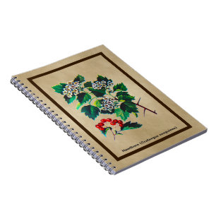 Redhaw Hawthorn über altes Papier Notizblock