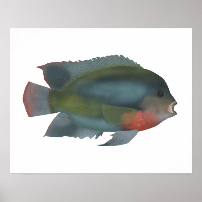 Redhead Cichlid Poster (Vorne)