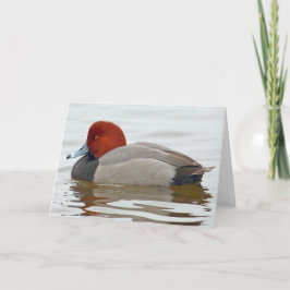 Redhead Duck Drake Karte
