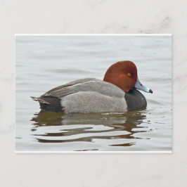Redhead Duck Drake Postkarte