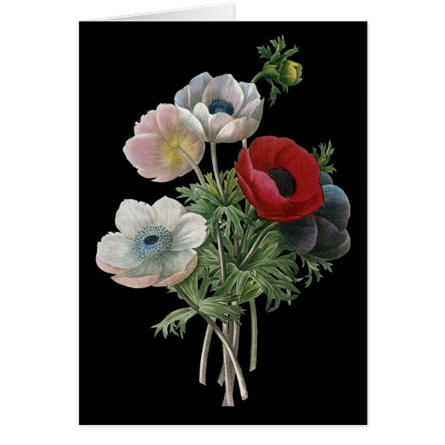 Redoute: Anemone, 1833 (Vorne)