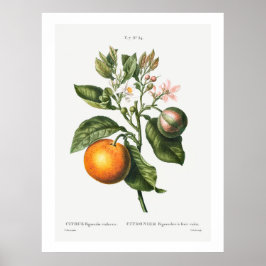 REDOUTÉ "BITTER ORANGE" BOTANISCHER POSTER