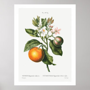 REDOUTÉ "BITTER ORANGE" BOTANISCHER POSTER