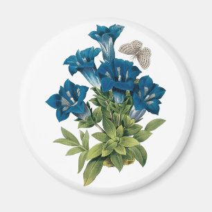Redoute Blue Blume Magnet