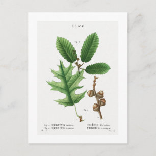 REDOUTÉ BOTANICAL "BLACK OAK" POSTCARD POSTKARTE
